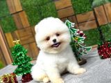 Pomerrian Boo Yavrular