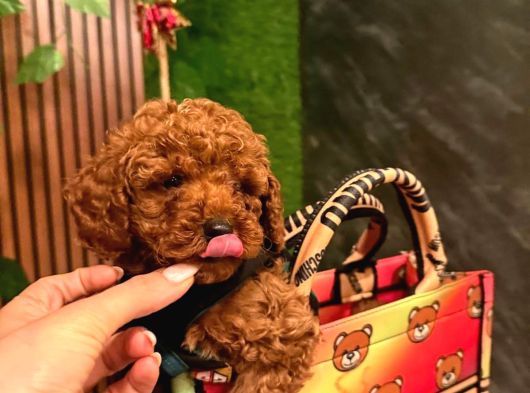 ANNE ALTINDAN TOY POODLE BEBEKLERİ