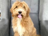 Dev Boy Orji̇nal Goldendoodle Bebeği̇mi̇z A Kali̇te