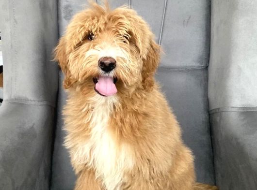 Dev Boy Orji̇nal Goldendoodle Bebeği̇mi̇z A Kali̇te görsel