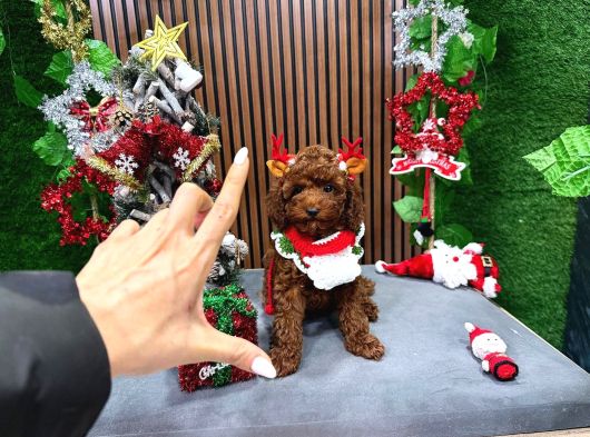 Poodle Bebekleri̇mi̇z Irk Ve Sağlik Garanti̇li̇