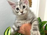 Şecereli 3-4 Aylık Maine Coon Yavrular