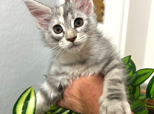 Şecereli 3-4 Aylık Maine Coon Yavrular görsel