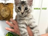 Şecereli 3-4 Aylık Maine Coon Yavrular