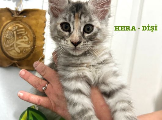 Şecereli 3-4 Aylık Maine Coon Yavrular görsel