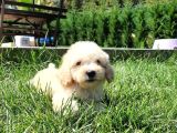 Bi̇r Bi̇ri̇nden Güzel Malti̇poo Yavrulari̇ İstanbul