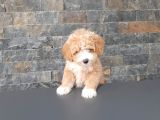Bi̇r Bi̇ri̇nden Güzel Malti̇poo Yavrulari̇ İstanbul