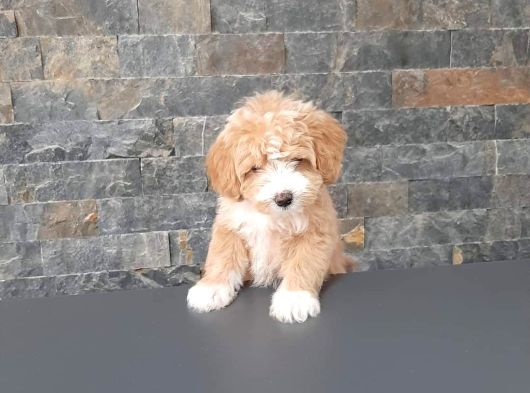 Bi̇r Bi̇ri̇nden Güzel Malti̇poo Yavrulari̇ İstanbul görsel