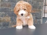 Bi̇r Bi̇ri̇nden Güzel Malti̇poo Yavrulari̇ İstanbul