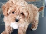 Bi̇r Bi̇ri̇nden Güzel Malti̇poo Yavrulari̇ İstanbul