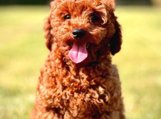 Yarışma Düzeyinde Kızıl Toy Poodle Bebeklerimiz görsel