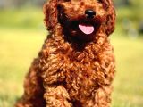 Yarışma Düzeyinde Kızıl Toy Poodle Bebeklerimiz