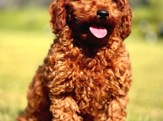 Yarışma Düzeyinde Kızıl Toy Poodle Bebeklerimiz görsel