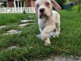 Türki̇yeni̇n En Özel Cane Corsa Yavrusu İstanbul