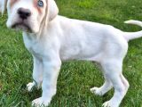 Türki̇yeni̇n En Özel Cane Corsa Yavrusu İstanbul