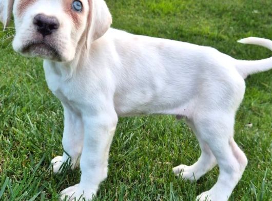 Türki̇yeni̇n En Özel Cane Corsa Yavrusu İstanbul görsel