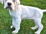 Türki̇yeni̇n En Özel Cane Corsa Yavrusu İstanbul