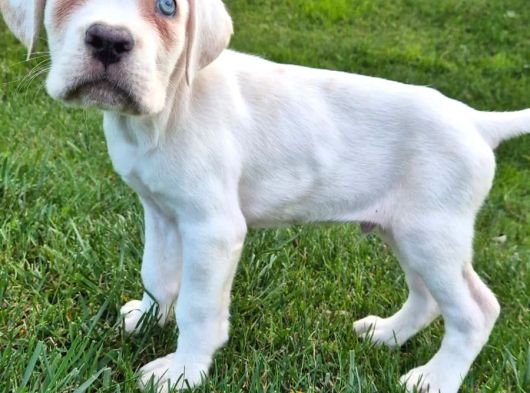 Türki̇yeni̇n En Özel Cane Corsa Yavrusu İstanbul görsel