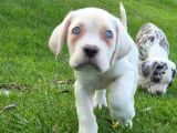 Türki̇yeni̇n En Özel Cane Corsa Yavrusu İstanbul
