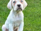 Türki̇yeni̇n En Özel Cane Corsa Yavrusu İstanbul