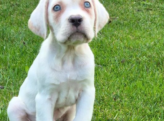 Türki̇yeni̇n En Özel Cane Corsa Yavrusu İstanbul görsel