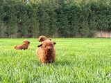 Kurabiye Tadında Enfes Poodle Bebeklerimiz