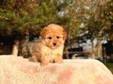Kaliteli Toy Poodle