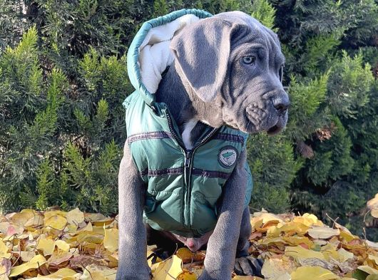 Gününe Göre 2 Katı Büyüklüğünde Dev Cane Corso görsel