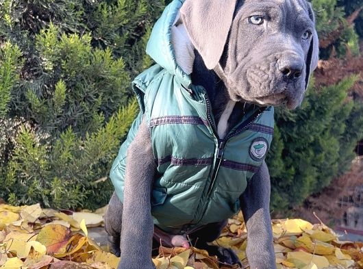 Gününe Göre 2 Katı Büyüklüğünde Dev Cane Corso görsel