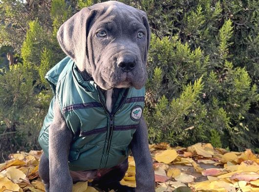 Gününe Göre 2 Katı Büyüklüğünde Dev Cane Corso görsel
