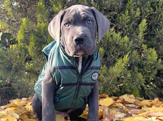 Gününe Göre 2 Katı Büyüklüğünde Dev Cane Corso görsel