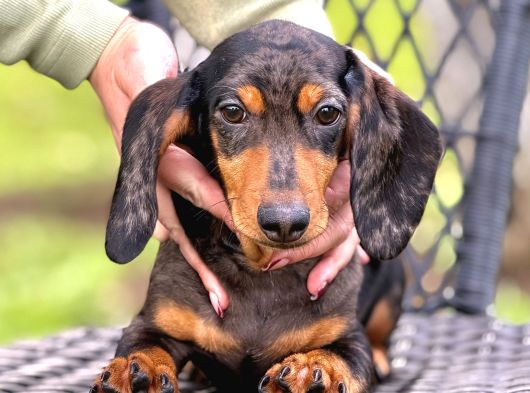 Semerline Kennel -Merle  Dachshund Yavrular