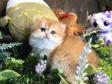 Yüksek kalite ny12 golden dişi
