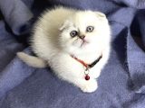 Ayi Kafa Panda Surat A Kali̇te