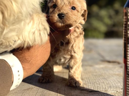 Oyuncak Gibi Maltipoo Minikler görsel
