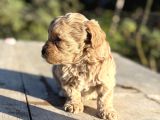 Oyuncak Gibi Maltipoo Minikler