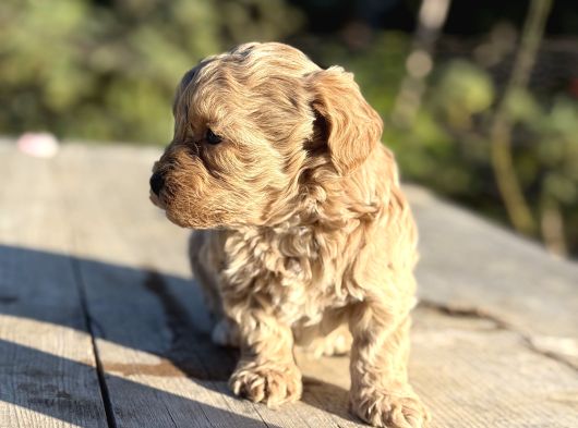 Oyuncak Gibi Maltipoo Minikler görsel