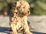 Oyuncak Gibi Maltipoo Minikler