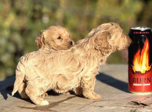 Sevimli F1 Maltipoo Bebeklerimiz görsel