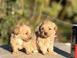 Sevimli F1 Maltipoo Bebeklerimiz