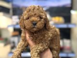 Kg garantili orjinal toy poodle bebeklerimiz