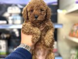 Kg Garantili Orjinal Toy Poodle Bebeklerimiz