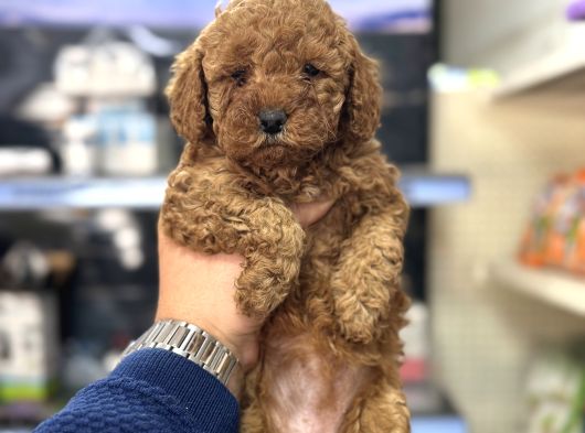 Kg Garantili Orjinal Toy Poodle Bebeklerimiz görsel