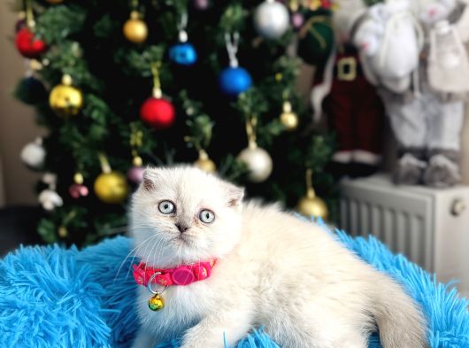 Scottish Fold Bluepoint Yavrular görsel