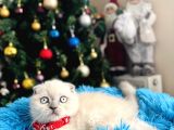 Scottish Fold Bluepoint Yavrular