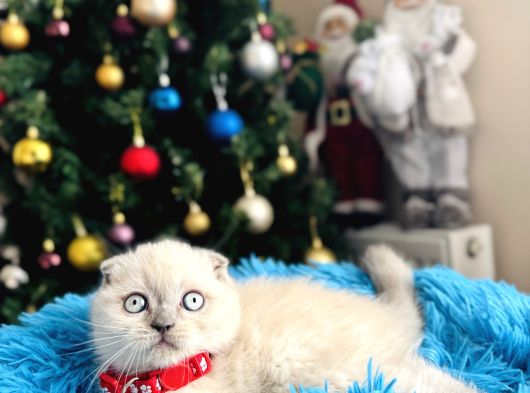 Scottish Fold Bluepoint Yavrular görsel