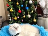 Scottish Fold Bluepoint Yavrular