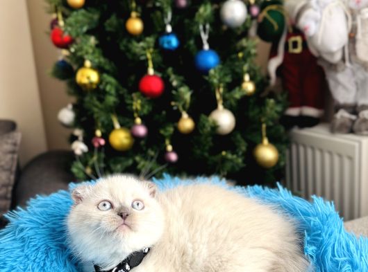 Scottish Fold Bluepoint Yavrular görsel