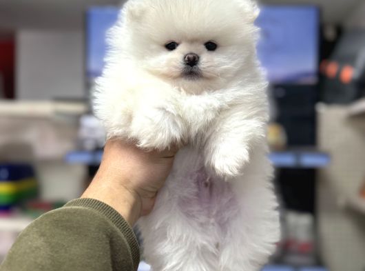 Pomeranian Sıfır Burun Ayıcık Yavrumuz