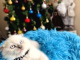 Scottish Fold Bluepoint Yavrular